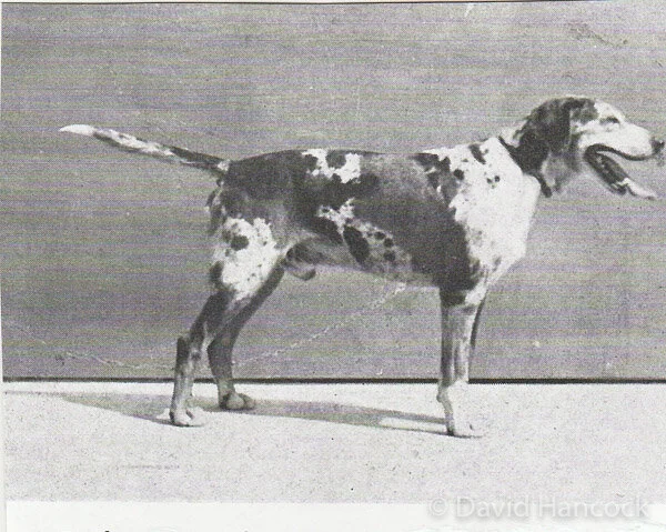 1166 HOUNDS OF THE PACK — This site is dedicated to Colonel David
